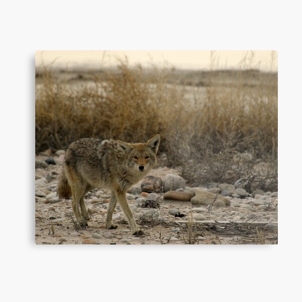 Coyote Metal Print