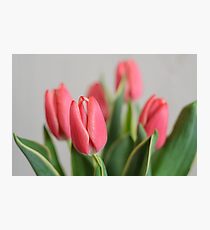 Fresh Pink Tulip Flowers Photographic Print