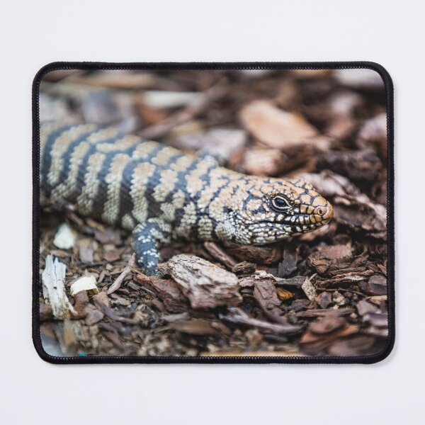 Item preview, Boyle 1 - Cunningham Skink designed and sold by AdventureUnlockedCo.