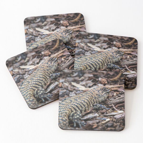 Item preview, Boyle 2 - Cunningham Skink designed and sold by AdventureUnlockedCo.
