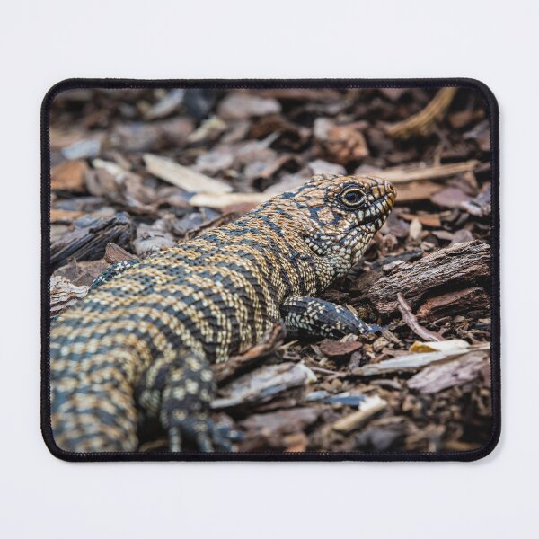 Item preview, Boyle 2 - Cunningham Skink designed and sold by AdventureUnlockedCo.