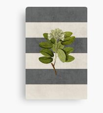botanical stripes 5 Canvas Print