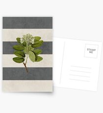 botanical stripes 5 Postkarten