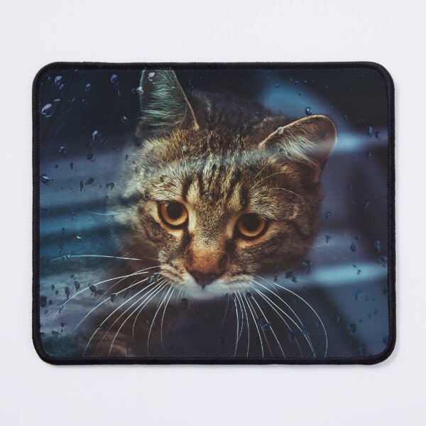 Item preview, Beautiful cat in the car designed and sold by stevanovicigor.
