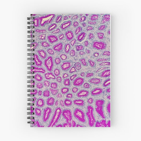Item preview, Stomach histology, PAS stain, 20x designed and sold by Psymier.