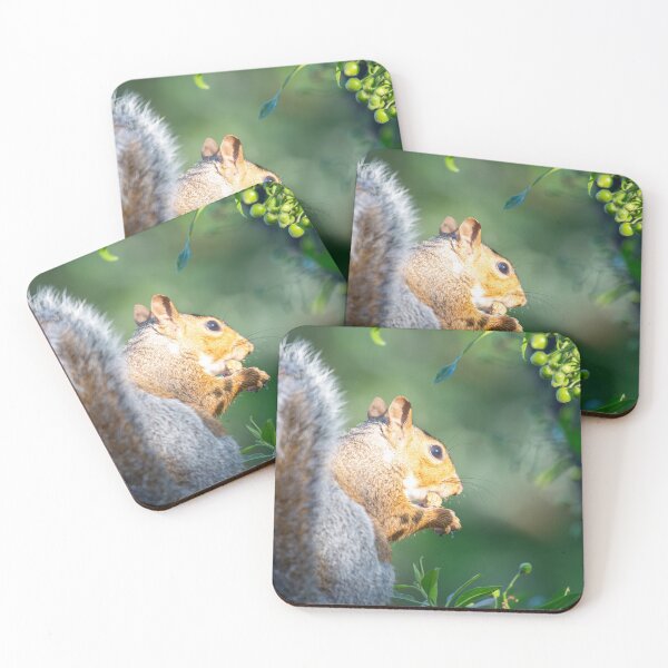 Item preview, Squirrel eating  designed and sold by MarkRame.