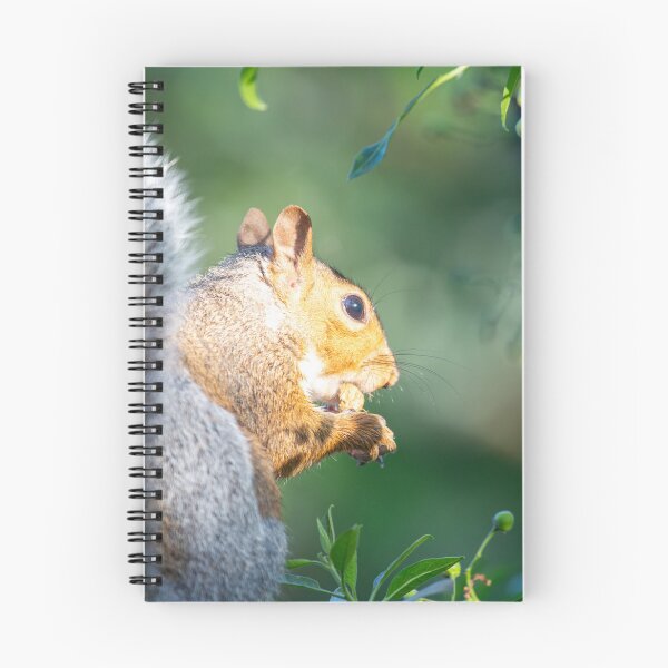 Item preview, Squirrel eating  designed and sold by MarkRame.