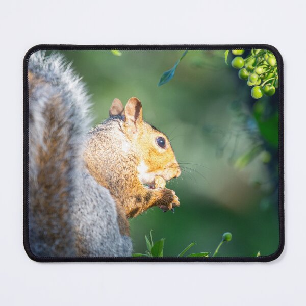 Item preview, Squirrel eating designed and sold by MarkRame.