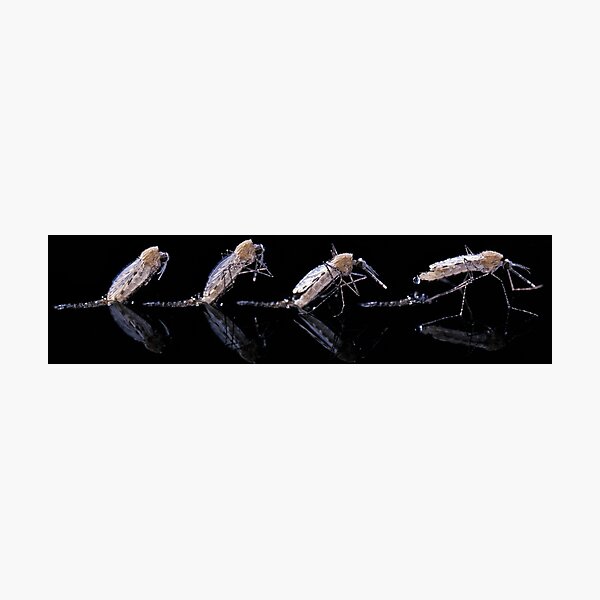 Item preview, Mosquito emerging from water (Z341/0336) designed and sold by SciencePhoto.