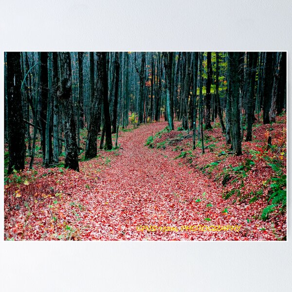 Item preview, forest trail designed and sold by PJS15204.