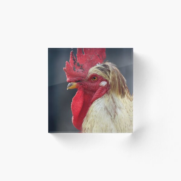 Item preview, Rooster portrait designed and sold by WildEncounters.