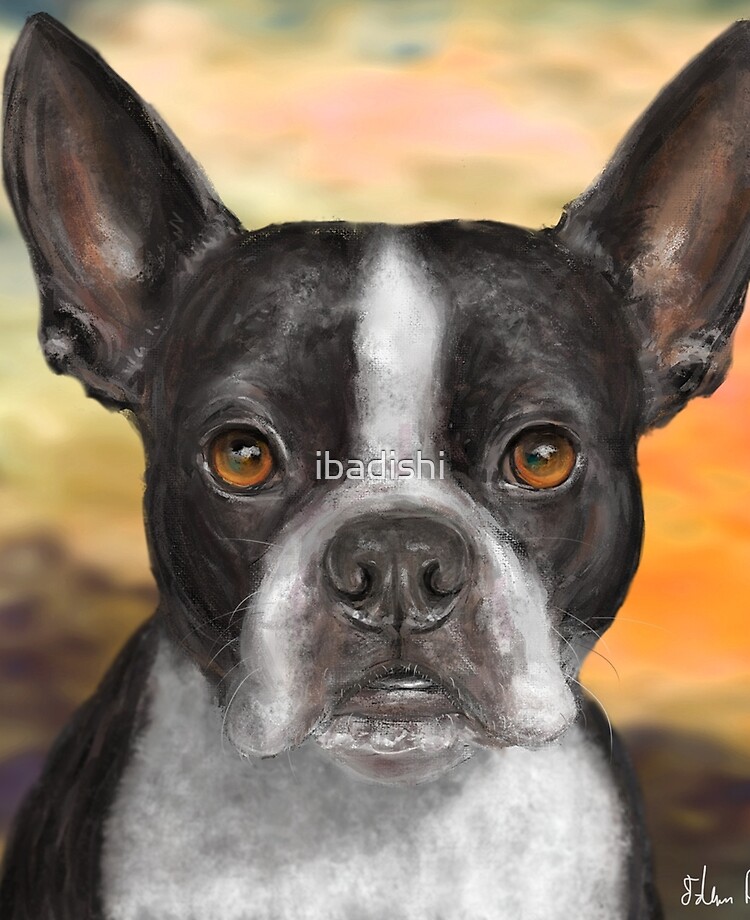 black and white boston terrier