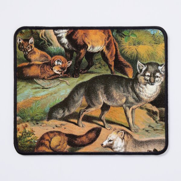 Item preview, Common Fox - Arctic Fox - Blue Fox - Silver Fox - Vintage Chromolithograph by Hugh Craig Animal Lovers Gift designed and sold by ElegantTeaTime.
