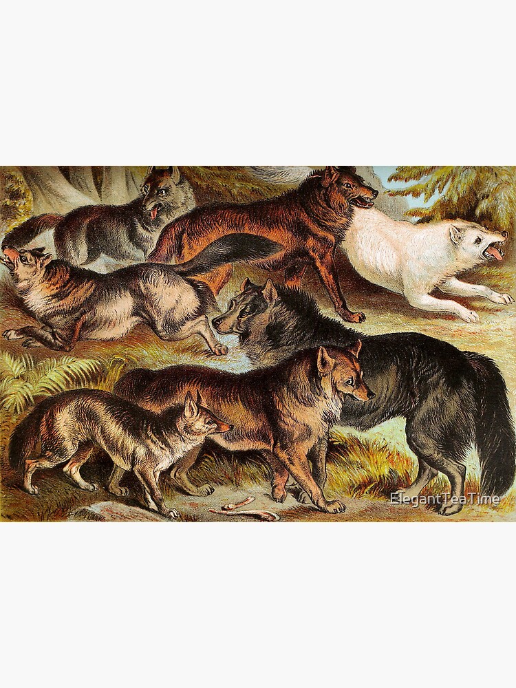 Wolves Jackals Coyotes Vintage Chromolithograph by Hugh Craig