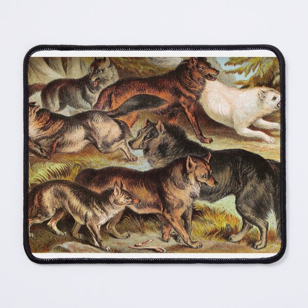 Item preview, Wolves Jackals Coyotes Vintage Chromolithograph by Hugh Craig Animal Lovers Gift designed and sold by ElegantTeaTime.
