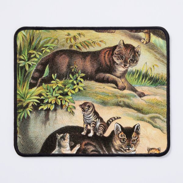 Item preview, Chinese Cat - Malay Cat - Common Cat - Kittens - Vintage Chromolithograph by Hugh Craig Animal Lovers Gift designed and sold by ElegantTeaTime.