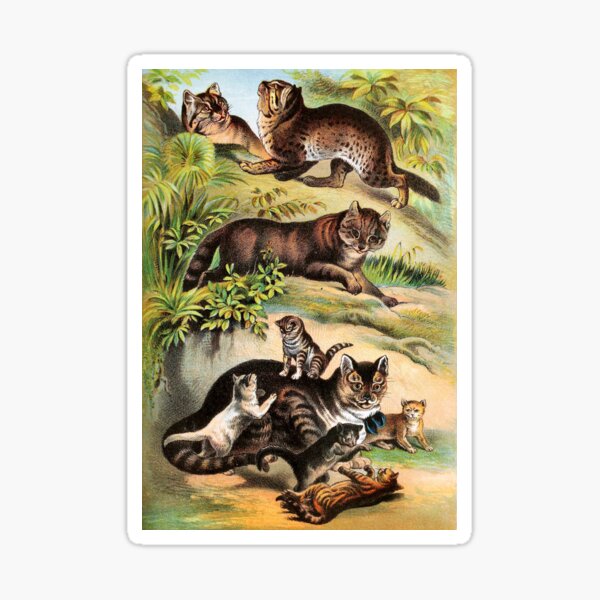 Item preview, Chinese Cat - Malay Cat - Common Cat - Kittens - Vintage Chromolithograph by Hugh Craig Animal Lovers Gift designed and sold by ElegantTeaTime.