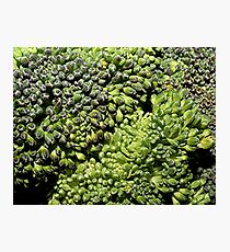 Broccoli Macro Photographic Print
