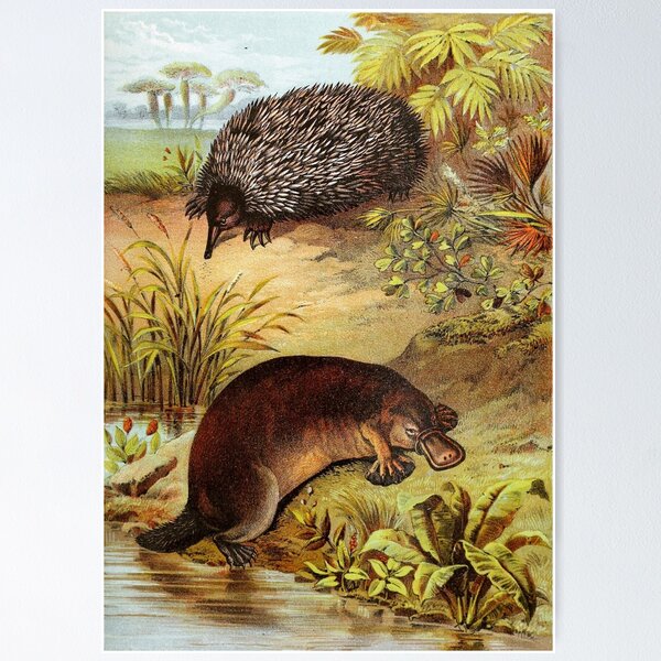 Item preview, Platypus and Echidna by Water Vintage Chromolithograph by Hugh Craig Animal Lovers Gift designed and sold by ElegantTeaTime.