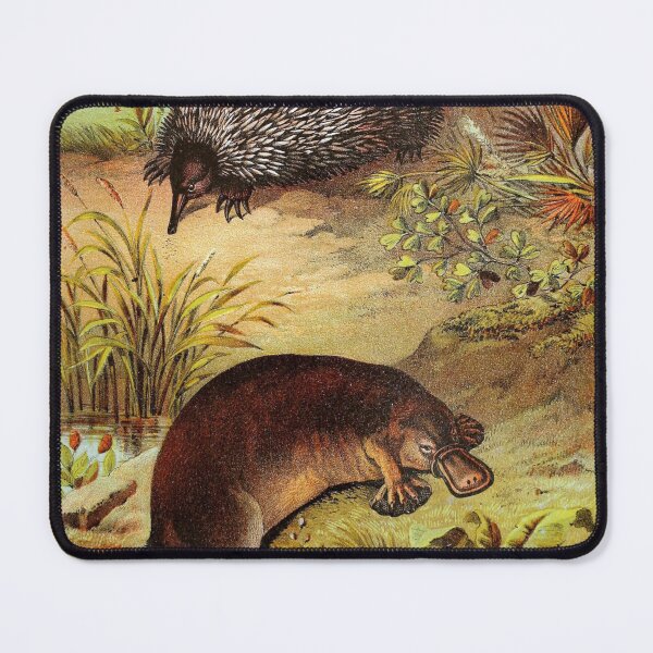 Item preview, Platypus and Echidna by Water Vintage Chromolithograph by Hugh Craig Animal Lovers Gift designed and sold by ElegantTeaTime.