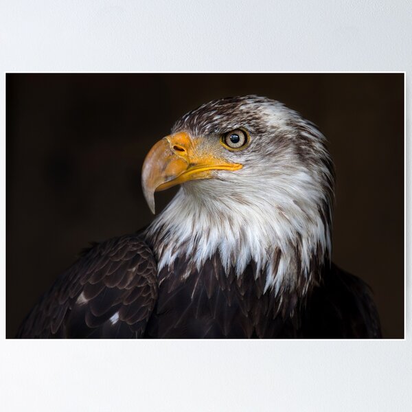 Item preview, Caged Eagle designed and sold by James Cumming.