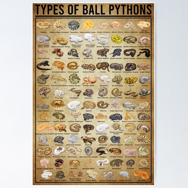 Item preview, Snake Knowledge Infographic for Reptile Enthusiasts designed and sold by Bono1990.