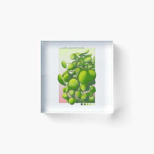 Item preview, nktober 2023: Pilea Peperomioides designed and sold by karikun.