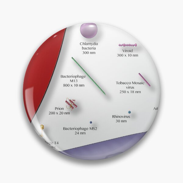 Item preview, Virus vs. Bacteria, Comparison of Sizes designed and sold by ScienceSource.