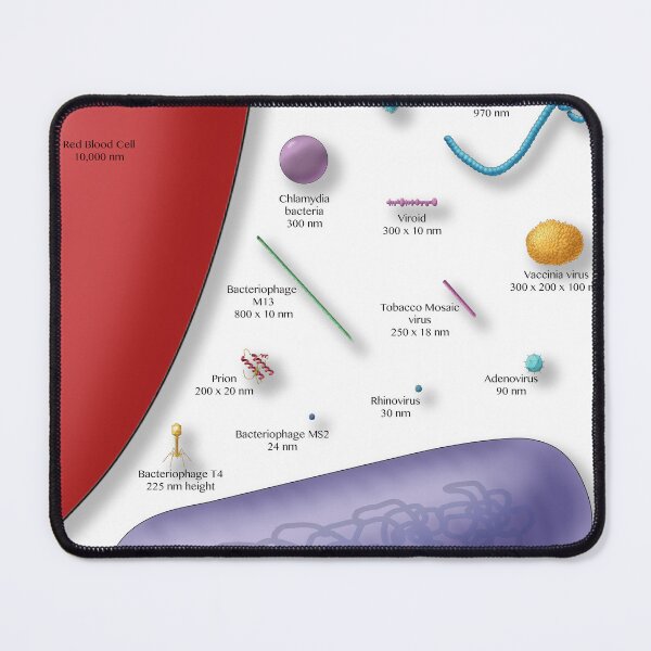 Item preview, Virus vs. Bacteria, Comparison of Sizes designed and sold by ScienceSource.