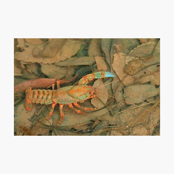 Crazy crayfish Photographic Print