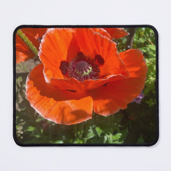 Item preview, Bright red poppy blossom designed and sold by irenrank.