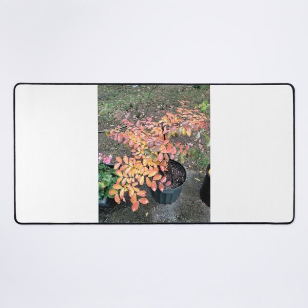 Item preview, Baby Crepe Myrtle Getting Ready for Winter designed and sold by Pat Yager.