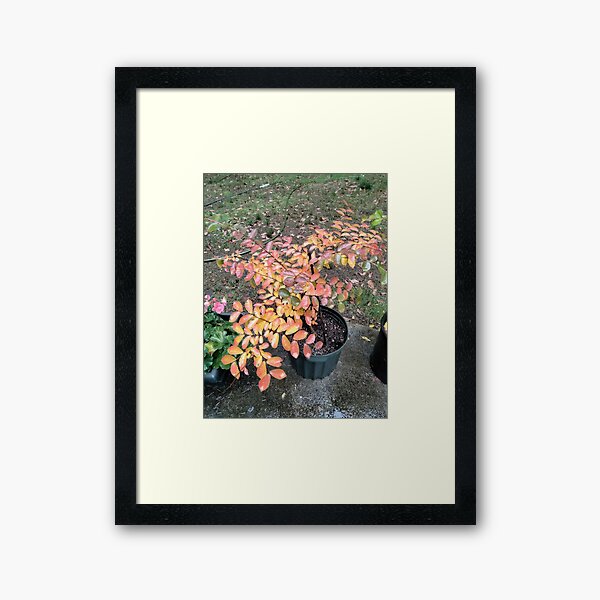 Item preview, Baby Crepe Myrtle Getting Ready for Winter designed and sold by Pat Yager.
