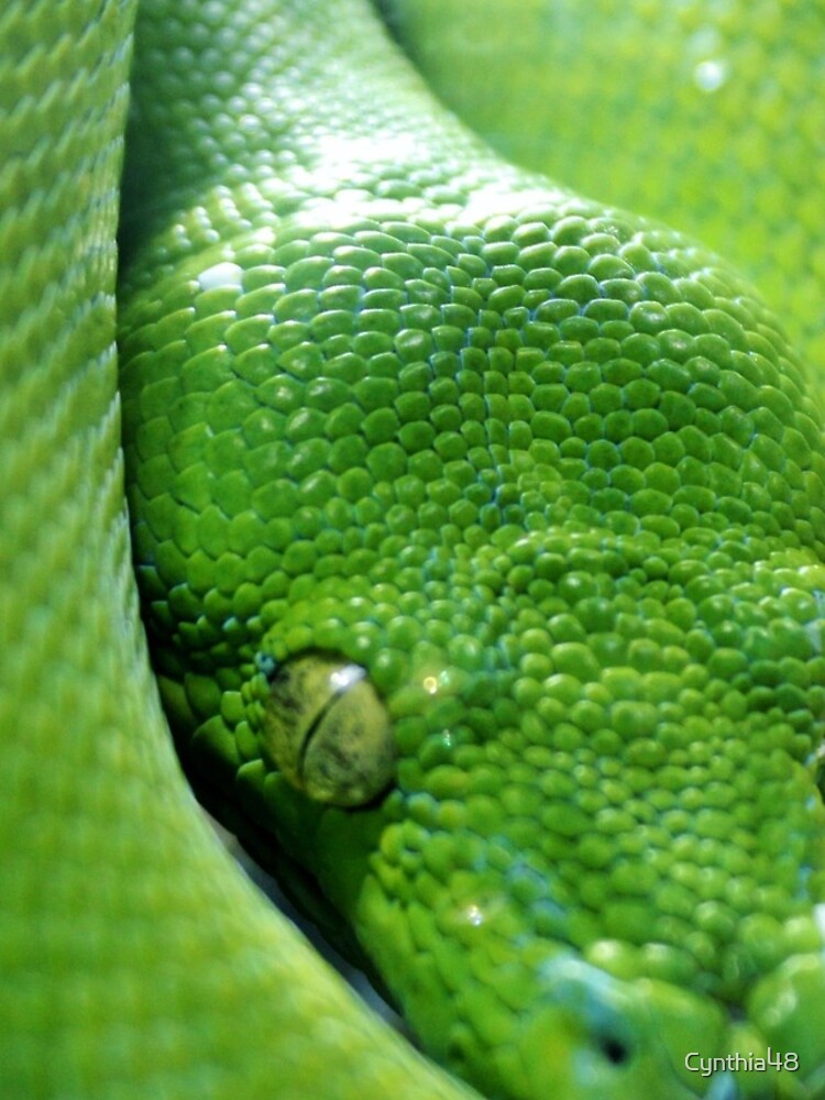 Thumbnail 4 of 4, iPhone Case, Green Tree Python designed and sold by Cynthia48.