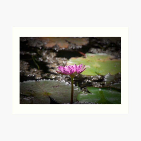 Water Lilly Art Print