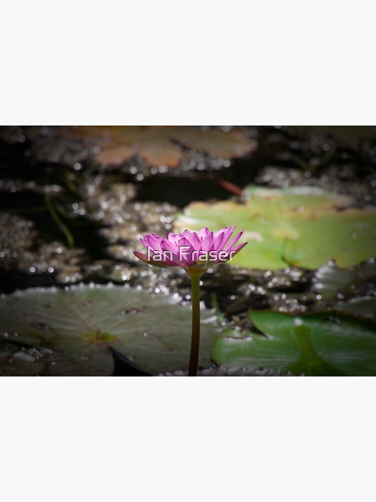 Water Lilly by Mowog