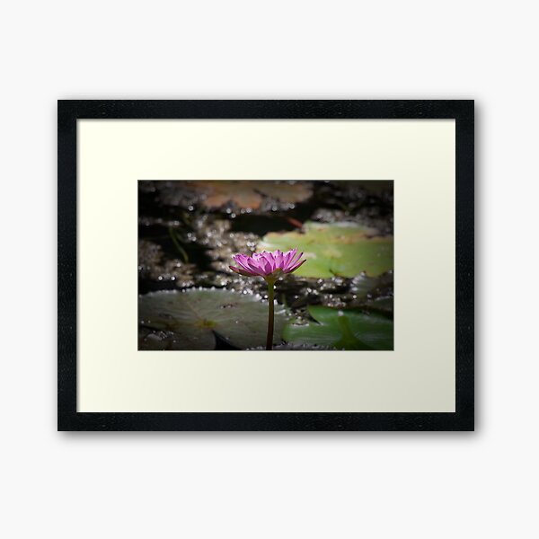 Water Lilly Framed Art Print