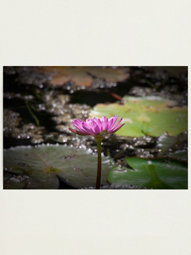 Alternate view of Water Lilly Photographic Print