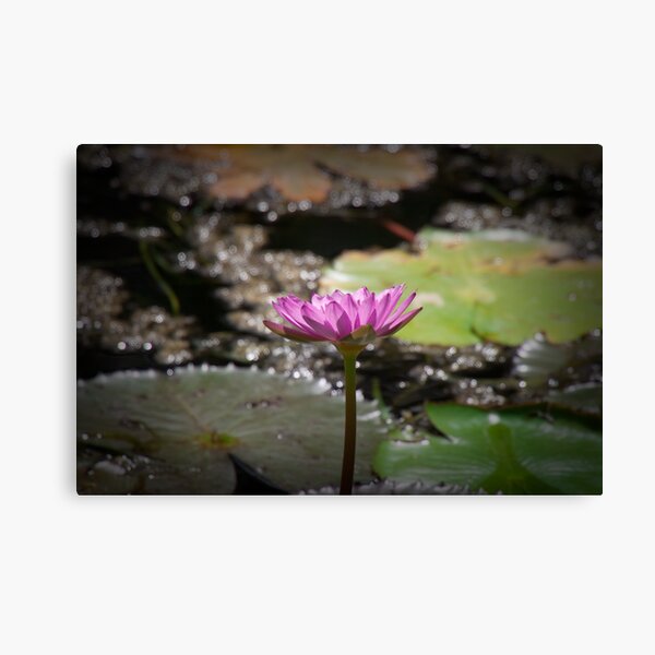 Water Lilly Canvas Print