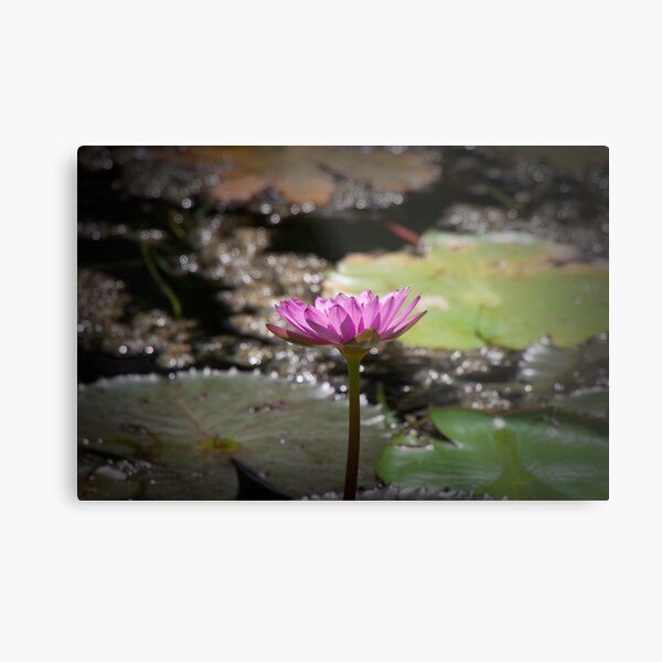 Water Lilly Metal Print