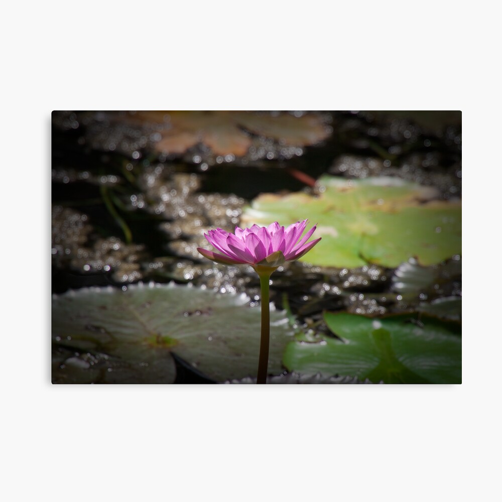 Water Lilly Canvas Print