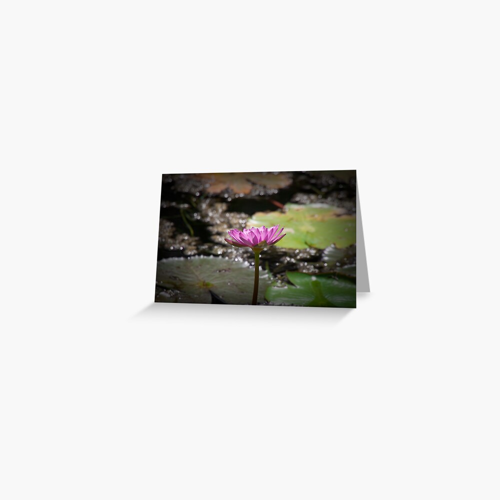 Water Lilly Greeting Card