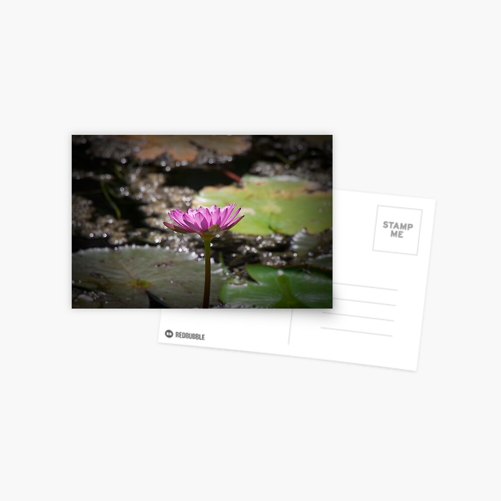 Water Lilly Postcard