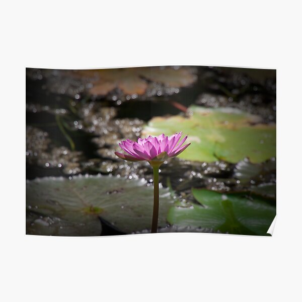 Water Lilly Poster