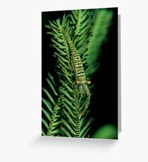 Featherstar Shrimp Greeting Card