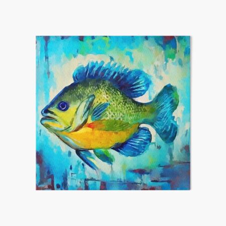 Bluegill Fish Print Set, Set of 4, Bream Fish Wall Art Carp