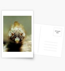 The eyes have it Postcards