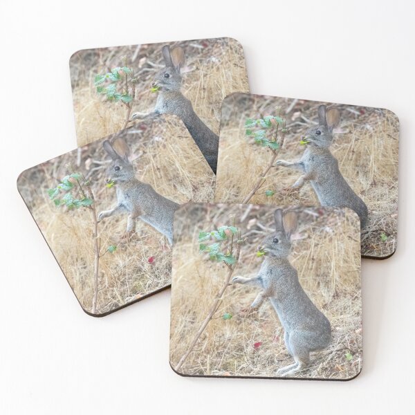 Item preview, Eastern Cottontail Rabbit Eating Pacific Poison Oak designed and sold by yhelfman.