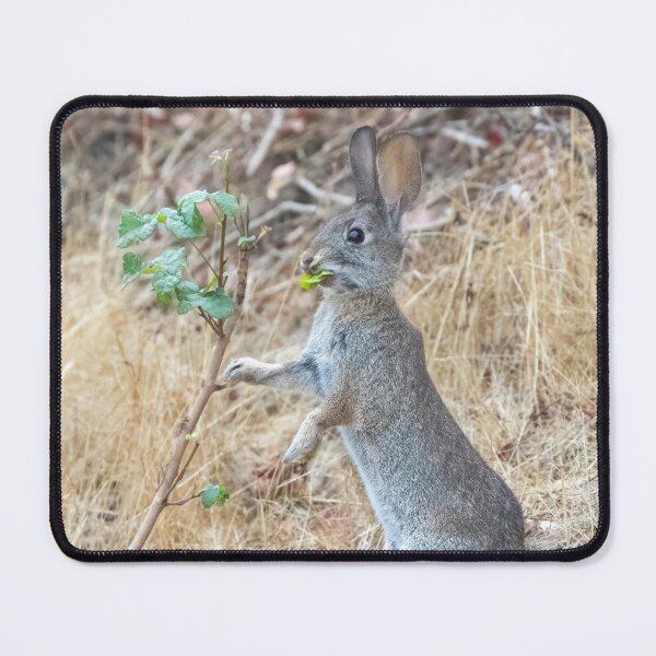 Item preview, Eastern Cottontail Rabbit Eating Pacific Poison Oak designed and sold by yhelfman.