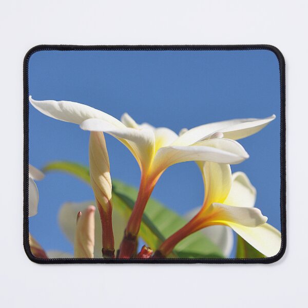 Item preview, White and Yellow Frangipani Flower against a vivid blue sky designed and sold by IPPhotography.